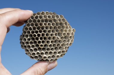 Yaban arıları görünümü