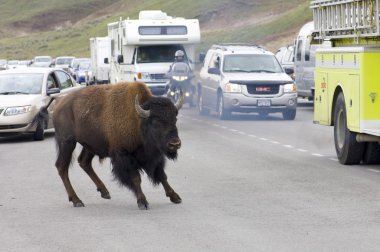 bizon Yellowstone
