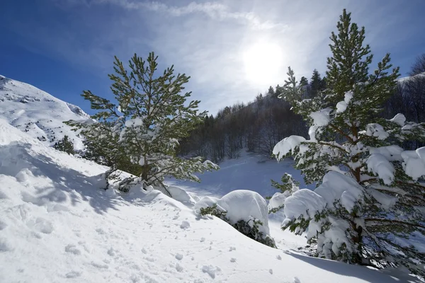 Vinter — Stockfoto