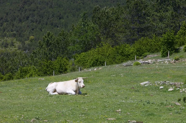 Vista de vaca — Foto de Stock