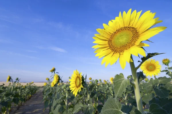 Girasol — Foto de Stock