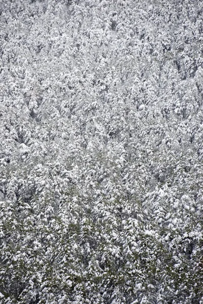 Winter — Stockfoto