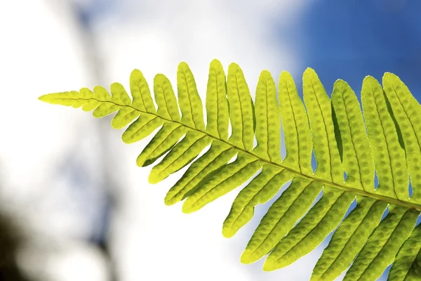 Fern — Stock Photo, Image