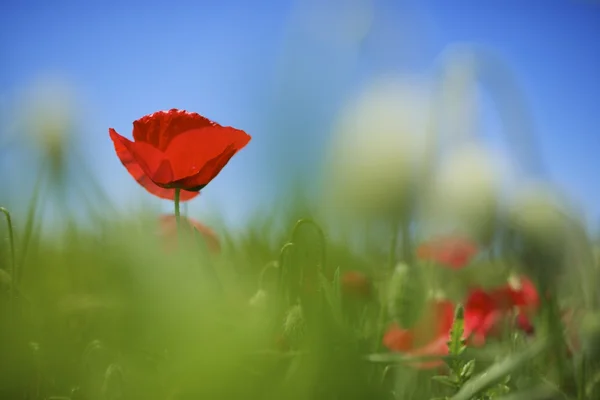 Poppy — Stock Photo, Image