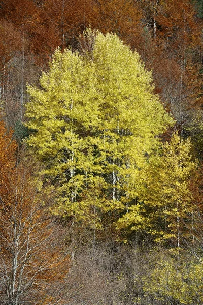 Ordesa