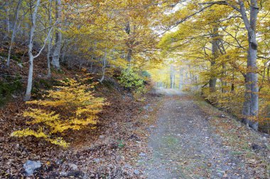 MONCAYO