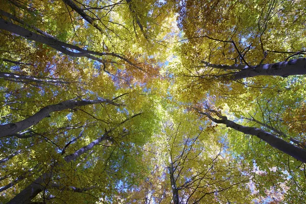 Floresta de faia — Fotografia de Stock