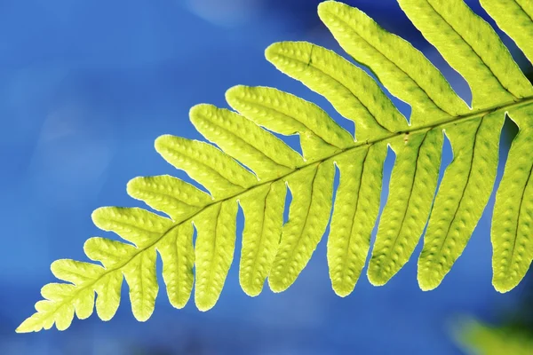 Fern — Stock Photo, Image