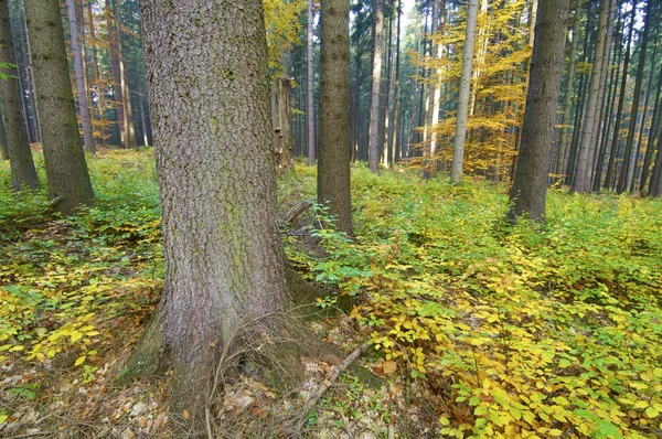 Bosque de otoño — Foto de Stock