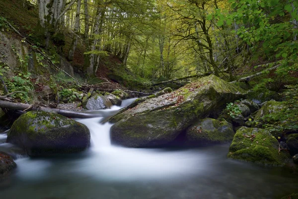 Creek — Stock Photo, Image