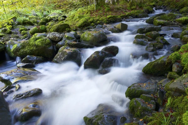 Creek — Stockfoto