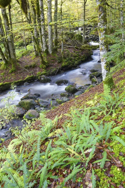 Creek — Zdjęcie stockowe