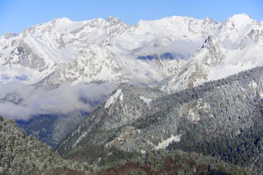 Orman