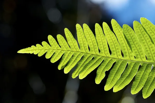 Fern — Stock Photo, Image