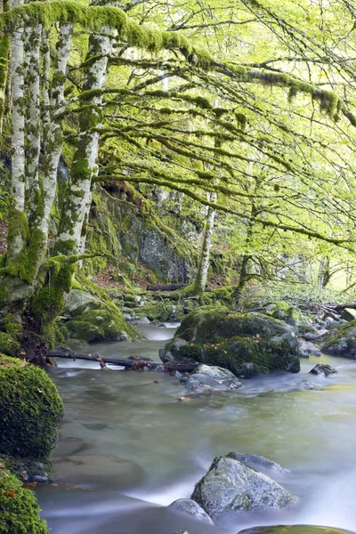 Creek — Stock Photo, Image