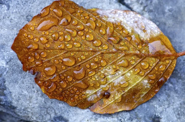 Hoja — Foto de Stock