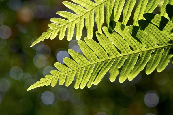 Fern — Stock Photo, Image