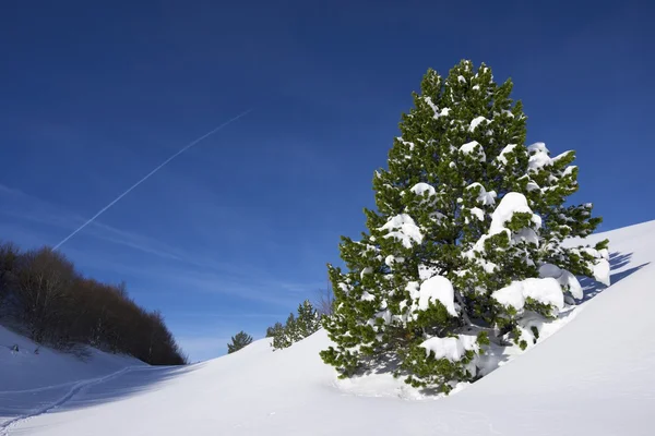 Winter — Stock Photo, Image