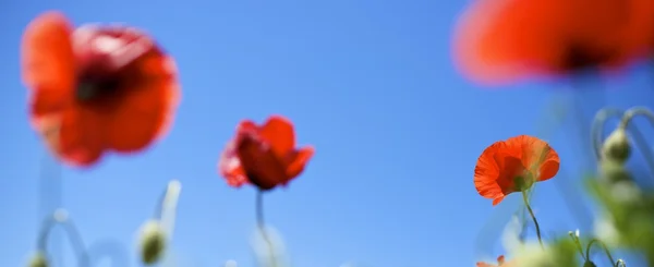 Poppies — Stock Photo, Image