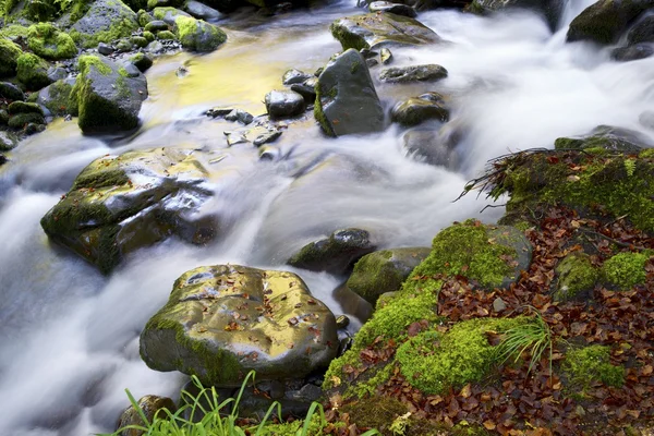 Creek — Stock Photo, Image