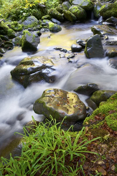 Creek. — Foto de Stock