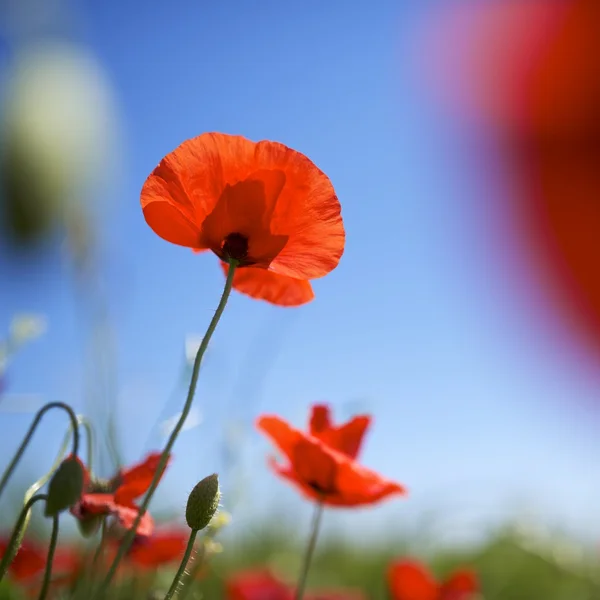 Poppy — Stock Photo, Image