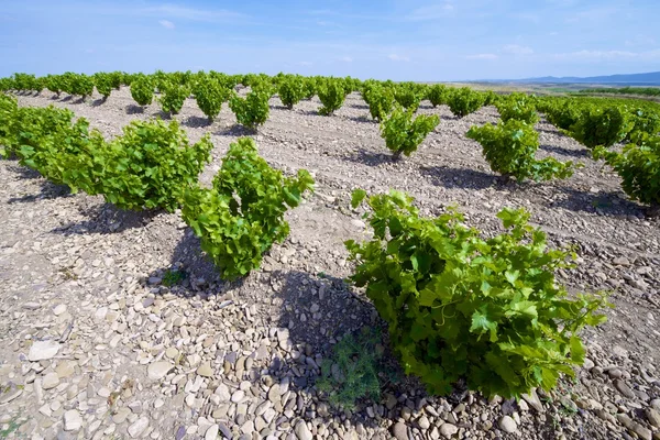 Weinberg — Stockfoto