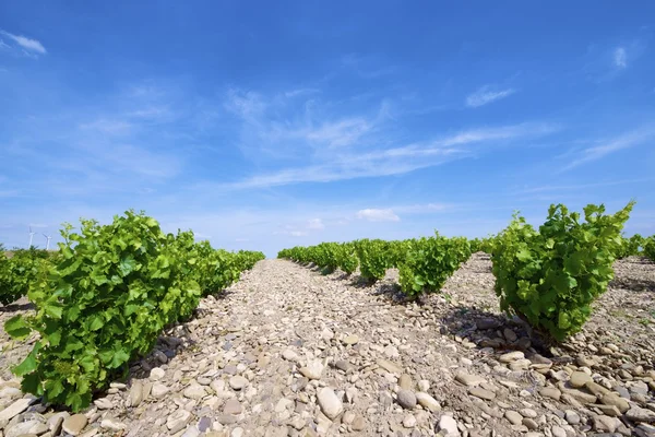 Vineyard — Stock Photo, Image