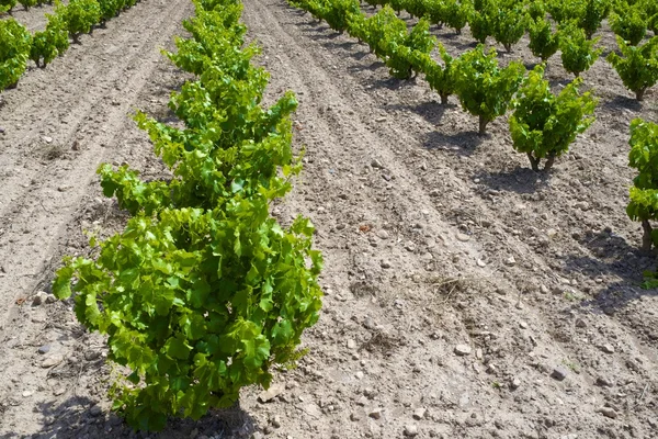 Vineyard — Stock Photo, Image