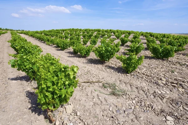 Vineyard — Stock Photo, Image