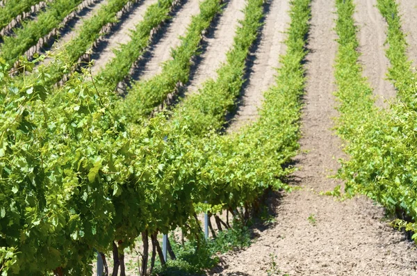 Vineyard — Stock Photo, Image