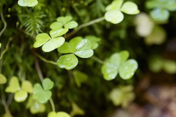 Clovers — Stock Photo, Image