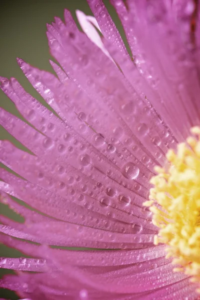 Pembe. — Stok fotoğraf