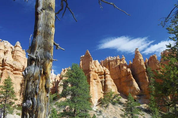 Bryce Canyon. — Fotografia de Stock