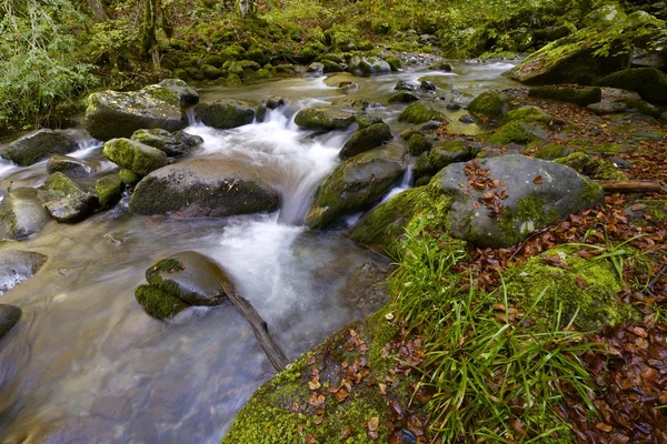 Creek — Zdjęcie stockowe