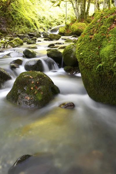 Creek — Stockfoto