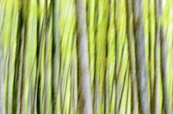 抽象的な森林 — ストック写真