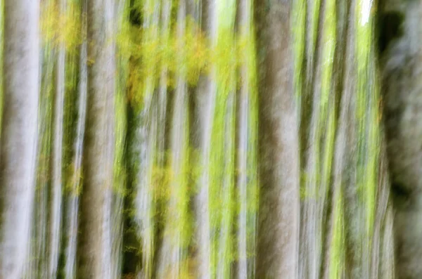 Анотація ліс — стокове фото