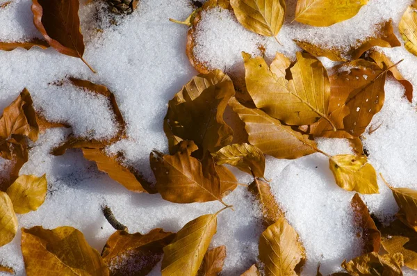 Invierno — Foto de Stock