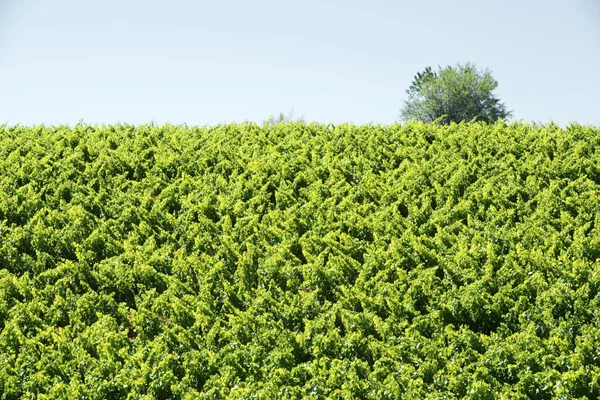 Weinberg — Stockfoto