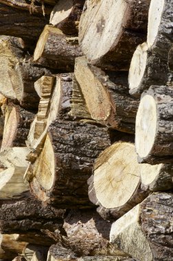 Ormanların tahrip edilmesi