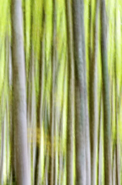 Soyut orman — Stok fotoğraf