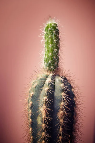 Piccola Pianta Cactus Contro Parete Rosa — Foto Stock