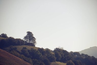 Fransa 'nın Aspe Vadisi Lescun Vadisi' ndeki bir ağacın silueti..
