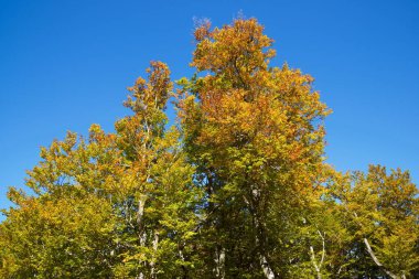 Pierre Saint-Martin 'deki sonbahar ormanı, Arette, Fransa' daki Pireneler.