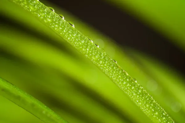 Close Das Folhas Uma Planta — Fotografia de Stock