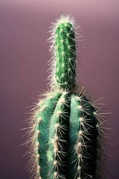 Piccola Pianta Cactus Contro Parete Rosa — Foto Stock