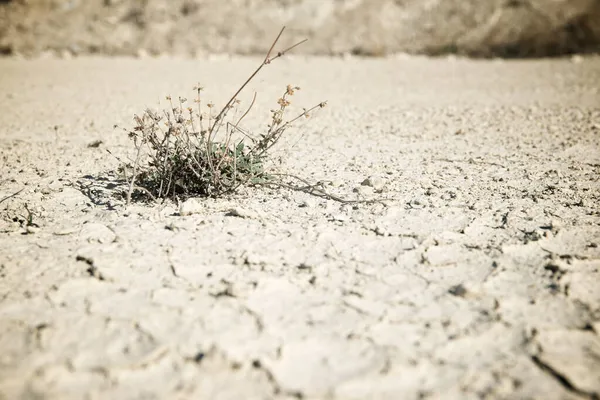 Close Outbreak Herbs Arid Zone — Stock Photo, Image