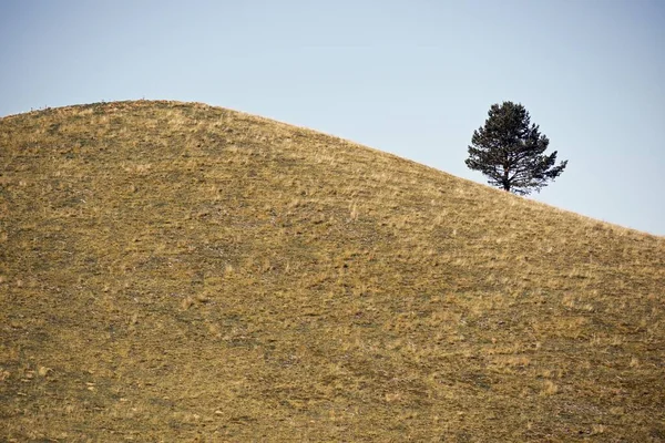 Solitary Tree Grassy Hill Pyrenees France — Stock fotografie