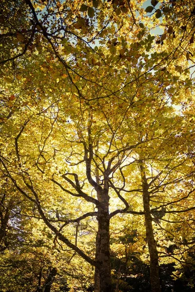 Осенний Лес Пьер Сен Мартен Арет Пиренеи Франции — стоковое фото